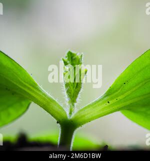 Junge Triebe Zucchini im Frühling, close-up Stockfoto