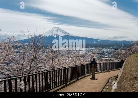 Touristen laufen auf der Promenade, die von blühenden Kirschbäumen gesäumt ist. Mt. Fuji in der Ferne. Japan. Stockfoto