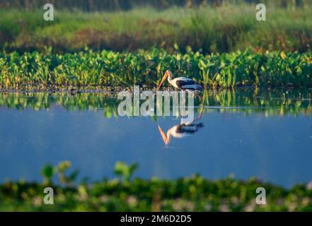 Die Reflexion von bemalten Störchen im Wasser verleiht diesen bereits faszinierenden Vögeln eine zusätzliche Schicht Schönheit und Interesse. Stockfoto