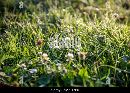 Tautropfen auf der Wiese mit Klee. Stockfoto