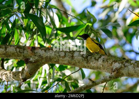 goldenes Oiole, im Sommer mit unscharfem grünen Hintergrund. Lebendiger gelber Vogel in der Natur. Stockfoto