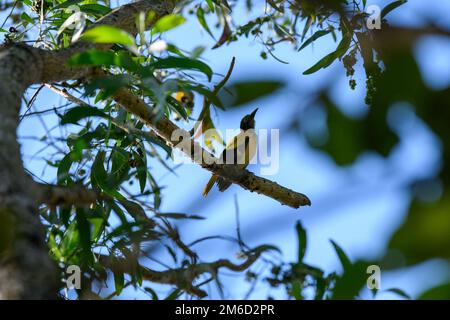 goldenes Oiole, im Sommer mit unscharfem grünen Hintergrund. Lebendiger gelber Vogel in der Natur. Stockfoto