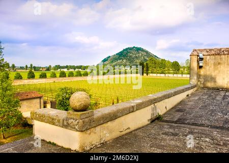 Euganische Hügel praglia Weinberg - Padua - Veneto - Italien Stockfoto