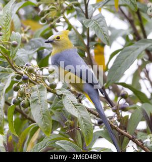 Langschwanzfliegenfänger, der Beeren in einem Garten in costa rica essen will Stockfoto