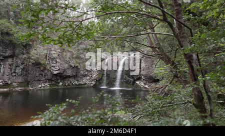 Weites Bild von Pinienfällen am Cradle Mountain in tasmanien Stockfoto