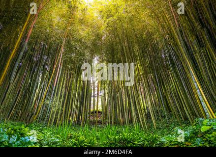 Dichter Bambus Zen Grove Wald Sonnenstrahlen filtern durch Bäume in Zen Hain Stockfoto