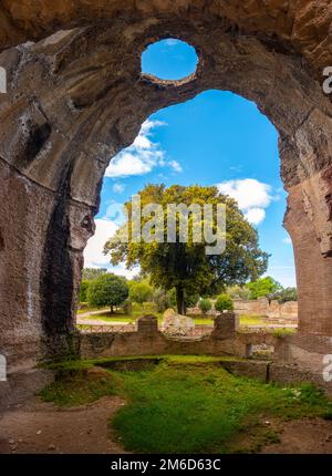 Villa Adriana - Rom Tivoli - Italien - großer Baum, der durch eine große Schlucht an den Wänden des antiken römischen Palastes mit Kreisform gesehen wird Stockfoto