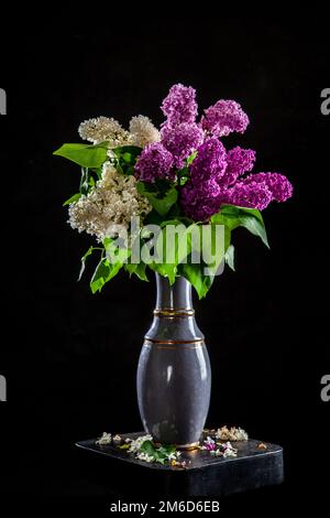 Flieder in Vase auf schwarzem Hintergrund Stockfoto