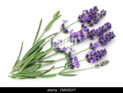Lavendelblumen Isoliert Auf Weißem Hintergrund Stockfoto