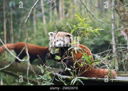 Ein Foto von einem roten Panda auf einem Baum. Stockfoto