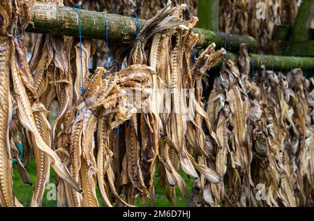 Getrockneter Stockfisch Stockfoto