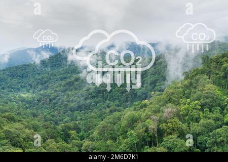 Tropische Wälder können große Mengen an Kohlendioxid aus der Atmosphäre aufnehmen. Stockfoto