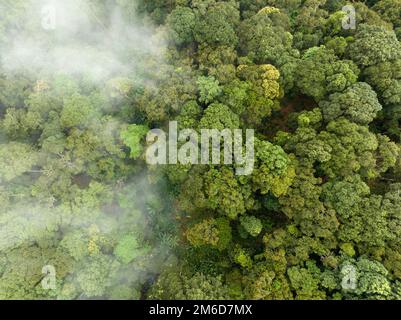 Tropische Wälder können große Mengen an Kohlendioxid aus der Atmosphäre aufnehmen. Stockfoto