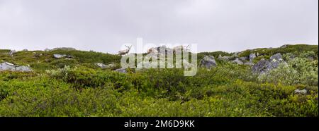 Rentiere in norwegischer Wildnis Stockfoto