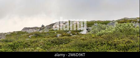 Rentiere in norwegischer Wildnis Stockfoto