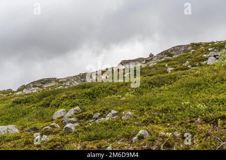 Rentiere in norwegischer Wildnis Stockfoto