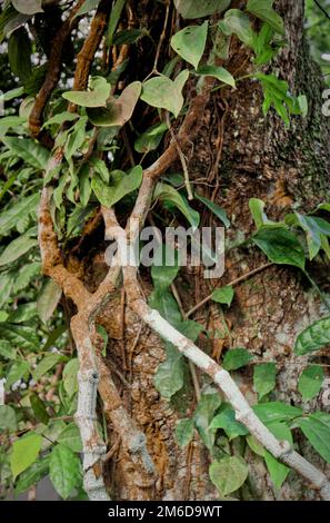 Reben schleichen sich in einen Mangobaum und erzeugen einen ansprechenden visuellen Effekt Stockfoto