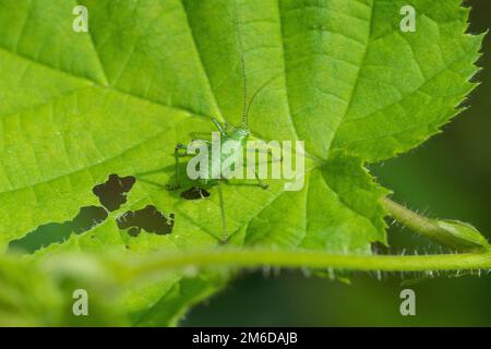 Grüner Grashüpfer, der im Frühling Blätter isst Stockfoto