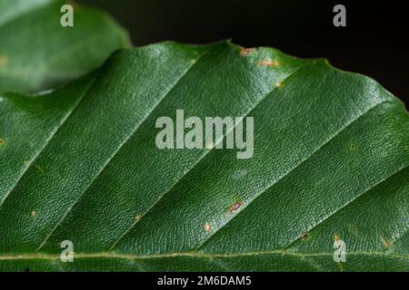 Grünes Buchenblatt im Wald Stockfoto