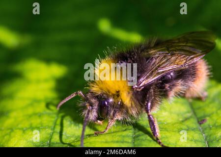 Bumblebee-Makrofoto auf Blatt Stockfoto