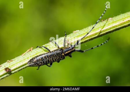 Brauner Longhornkäfer, der auf der Pflanze krabbelt Stockfoto