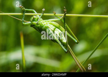 Riesiger grüner Grashüpfer, der auf Gras krabbelt Stockfoto