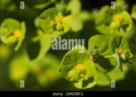 Grüngelbes Blumenmakrofoto im Sommer Stockfoto