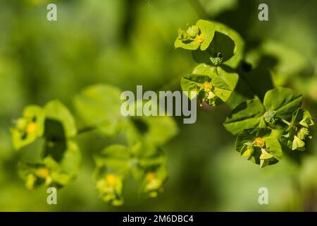 Grünes gelbes Blumenmakrofoto Stockfoto