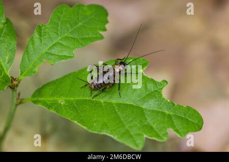 Cricket auf Eichenblatt Stockfoto