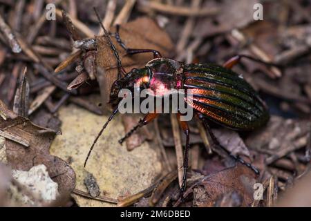 Grüner Goldschmied-Käfer im Wald Stockfoto