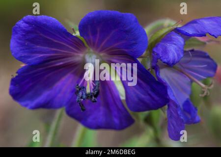 Lila Blume auf der Sommerwiese Stockfoto