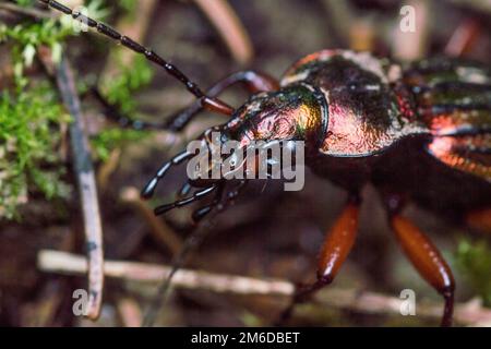 Glänzender Goldschmied-Käfer in Waldkrallen und Gesicht Stockfoto