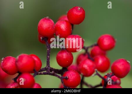 Leuchtend rote Holunderbeere im Wald Stockfoto