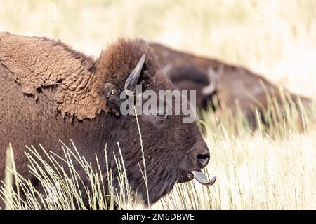 Wild American Bison, auch Buffalo genannt, in einem Naturschutzprogramm auf Antelope Island, Utah, USA. Stockfoto