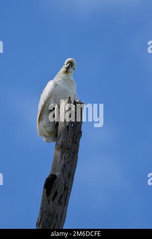 Ein australischer Kakadu-Kakadu-Cacatua galerita-Vogel, hoch oben auf einem alten Baumstumpf an einem blauen Himmel, der auf seltsame Weise in die Kamera schaut Stockfoto