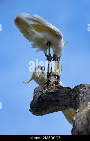 Zwei australische Schwanzkakadus, Cacatua galerita, hoch oben auf einem alten Baumstumpf, die sich über dasselbe Gebiet gegen einen blauen Himmel streiten Stockfoto