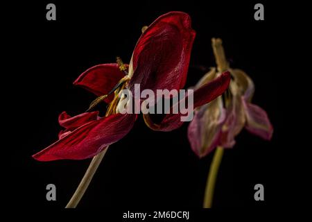 Eine verwelkte rote und rosa Tulpe auf schwarzem Hintergrund Stockfoto
