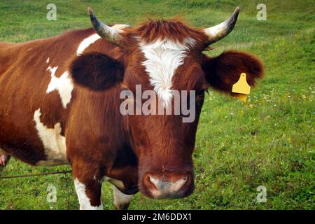 Im Sommer frisst eine braune Kuh grünes Gras auf der Wiese. Stockfoto