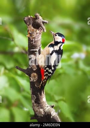 Buntspecht (Dendrocopos major) Stockfoto