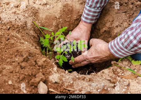 Mit der Hand in den Boden gepflanzte Tomatenkeimlinge. Stockfoto