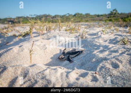 Grüne Meeresschildkröten, die am Strand schlüpfen. Stockfoto