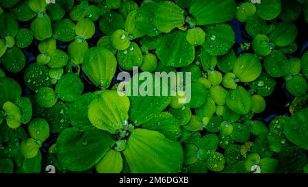 Pistia Stratiotes, die auf dem Wasser schwimmen Stockfoto