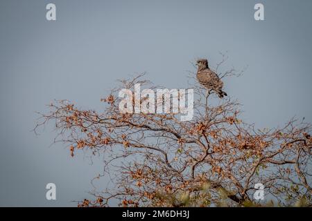 Brauner Schlangenadler, der auf einem Baum sitzt. Stockfoto