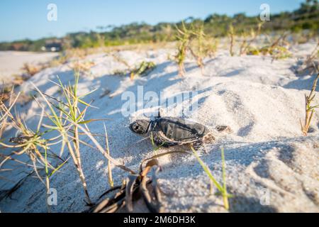 Grüne Meeresschildkröten, die am Strand schlüpfen. Stockfoto