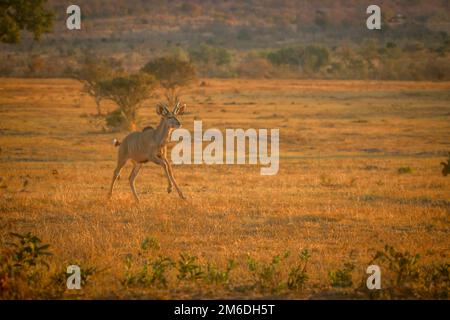 Junger Kudu, der im Busch rennt. Stockfoto