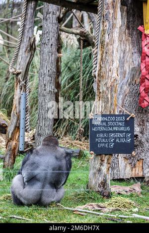 London, Großbritannien. 03. Januar 2023. Ein Western Lowland Gorilla wird während der jährlichen Bestandsaufnahme 2023 des ZSL London Zoo abgebildet. Kredit: SOPA Images Limited/Alamy Live News Stockfoto