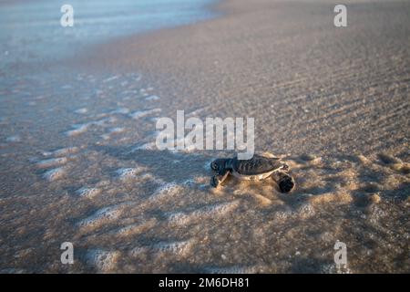 Grüne Meeresschildkröten, die am Strand schlüpfen. Stockfoto