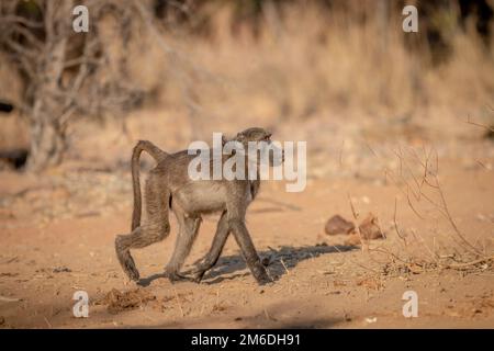 Chacma Pavian läuft im Busch. Stockfoto