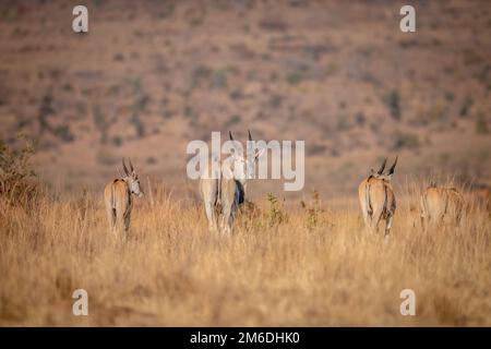 Herde von Eland, die im Gras steht. Stockfoto