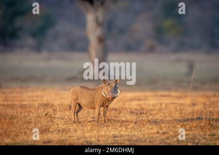 Warzenschwein, das im Gras steht. Stockfoto